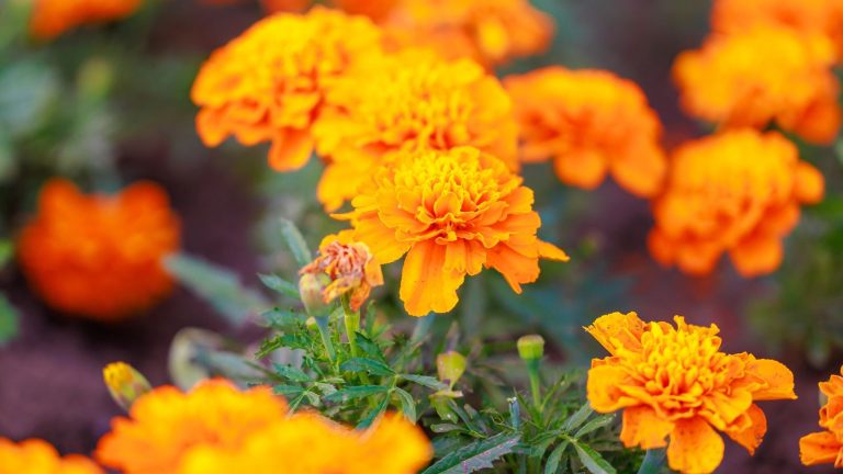 24 Plants You Can Sow and Grow This June