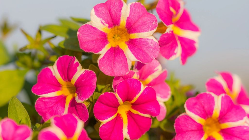 15 Stunning Cascading Flowers That Thrive in Containers 2 million bells