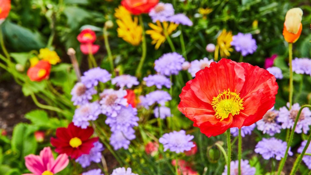Perennials You Should Avoid Planting Side by Side
