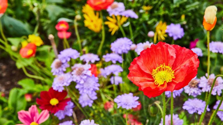 Perennials You Should Avoid Planting Side by Side