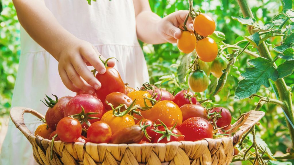 How to Keep Tomatoes From Cracking and Splitting on the Vine 9 person collecting tomatoes from the garden