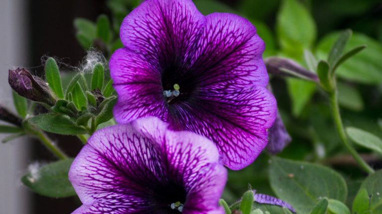 16 Stunning Purple Annuals To Add a Hint of Drama to Your Garden