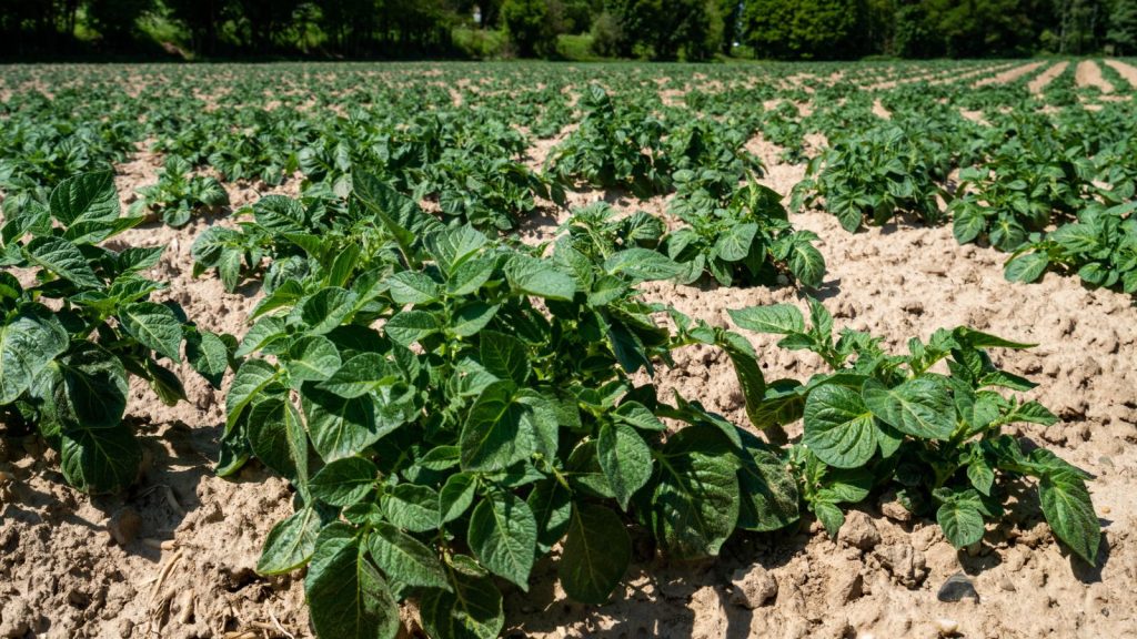 How to Get Rid of Colorado Potato Beetles 17 potato crops