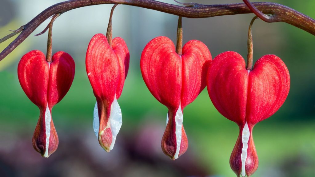 I Planted These Perennials Once and They’ve Come Back Beautifully Every Year 26 red and white bleeding heart