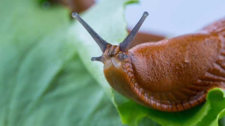 The Best Natural Methods to Keep Slugs Out of Your Garden