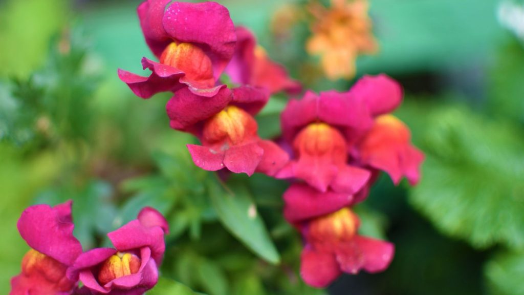 15 Flowers That Bloom Better With Regular Deadheading 5 snapdragon pink plant