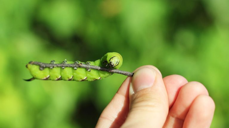 Gardeners Are Using These Tricks to Get Rid of Tomato Hornworms