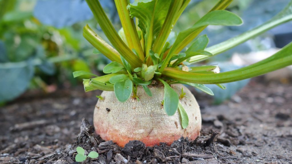 Keep These 14 Plants from Growing Next to Your Tomatoes 11 turnip plant