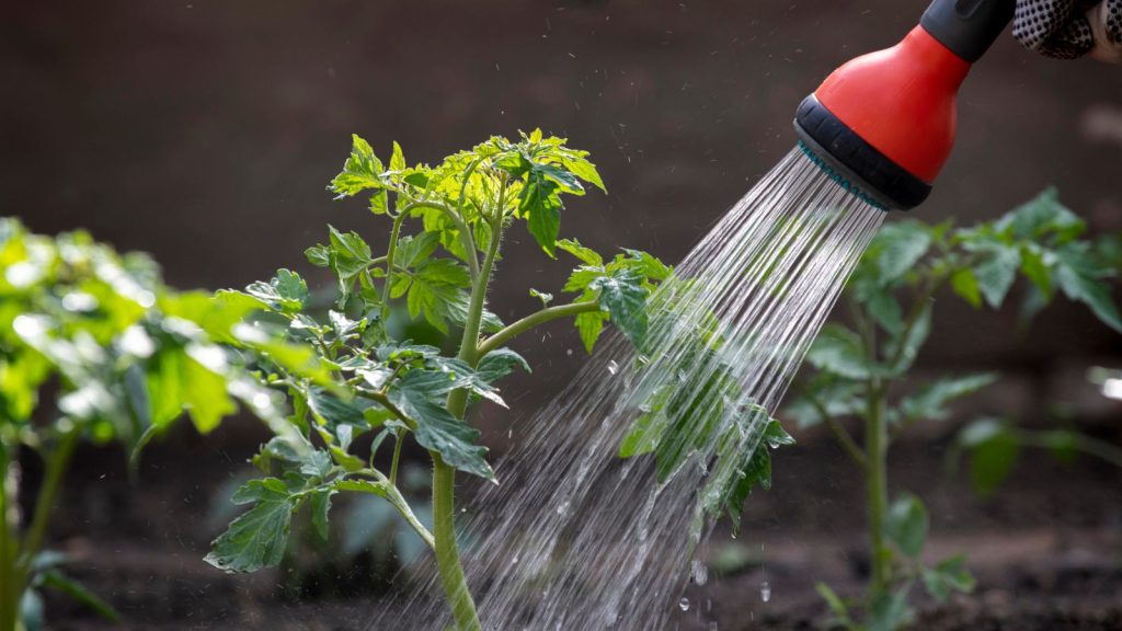 How to Keep Tomatoes From Cracking and Splitting on the Vine 2 watering tomato plant