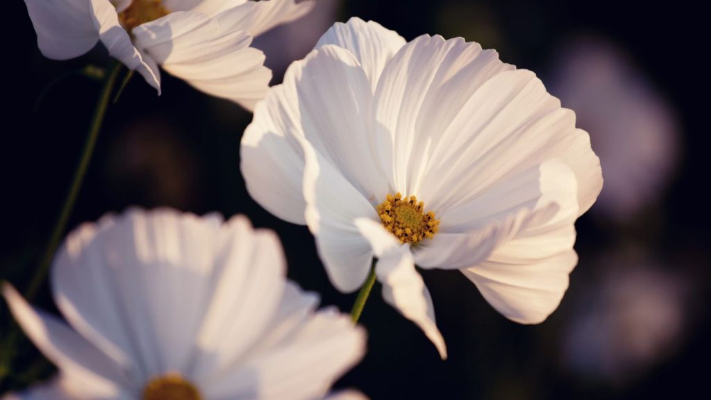 12 Stunning White Annuals You’ll Want to Grow This Year