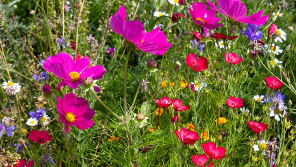 Wildflower Season Is Here — 30+ Bay Area Parks and Trails to See Wildflowers This Spring 3 wildflower garden poppies