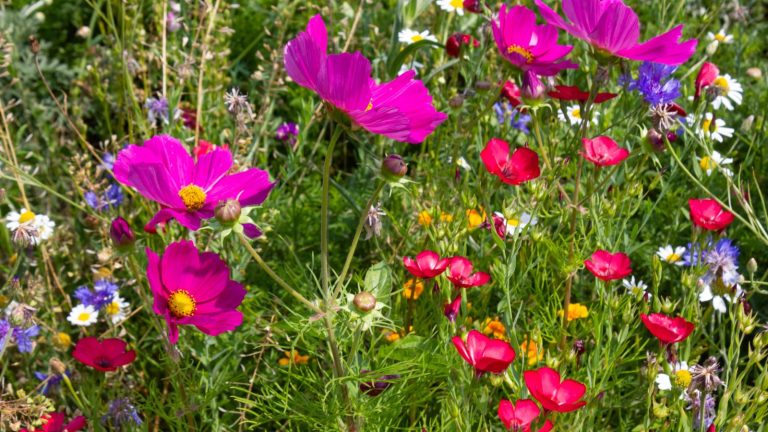 How to Start a Low-Maintenance Wildflower Garden
