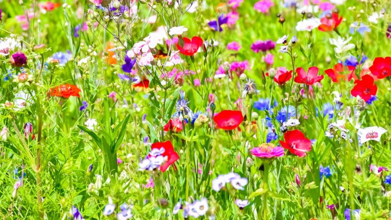 18 Wildflowers That Practically Grow Themselves—And Feed Pollinators