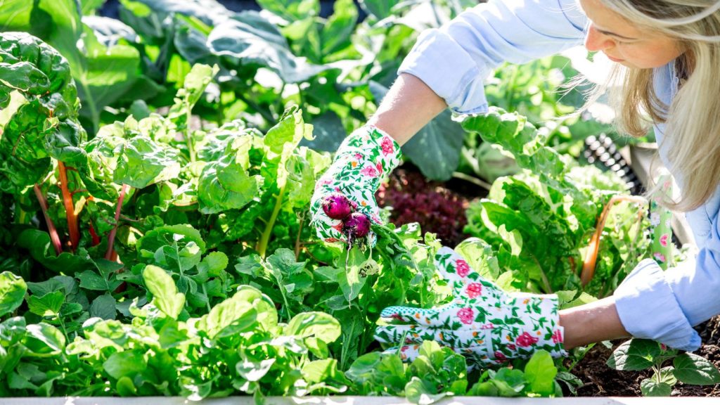 How to Start a Low-Maintenance Wildflower Garden 13 woman gardening in a raised garden bed