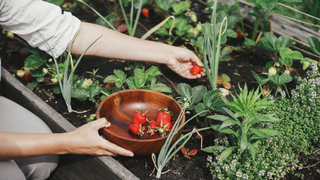 The Best Plants to Grow Alongside Onions 2 woman picking strawberries from garden