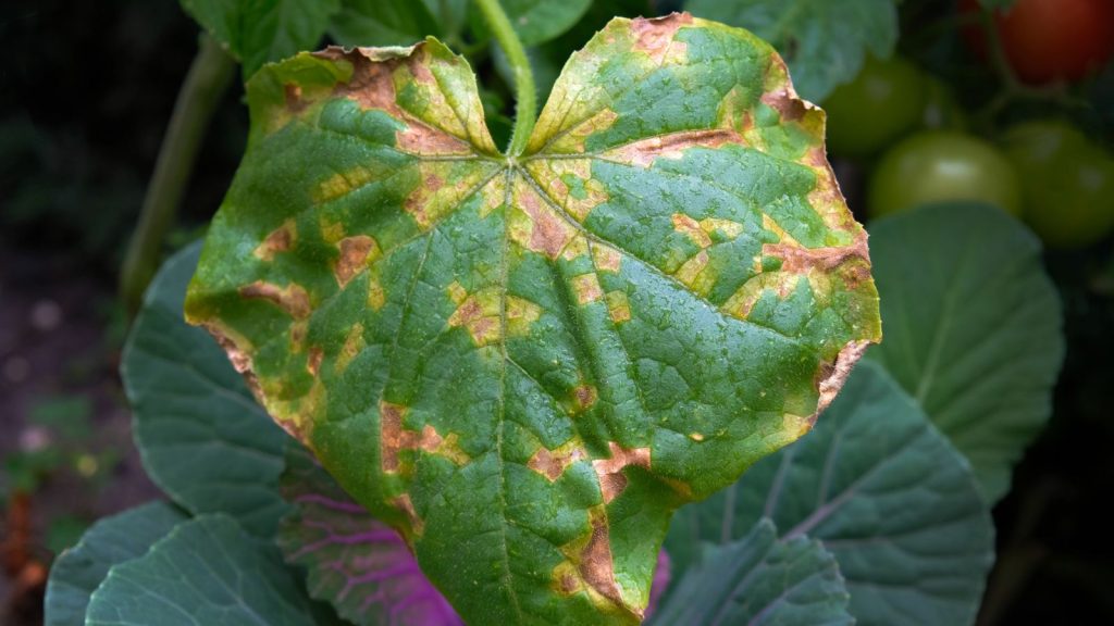 What It Means When Cucumber Leaves Start Turning Yellow