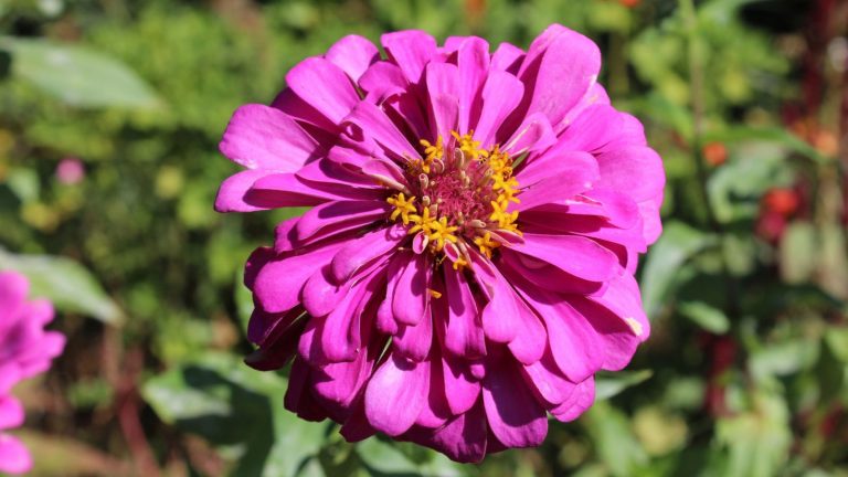 10 Plants That Surprisingly Clash with Zinnias in the Garden