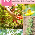 16 Causes of Tomato Blossom Drop and How to Fix Each One
