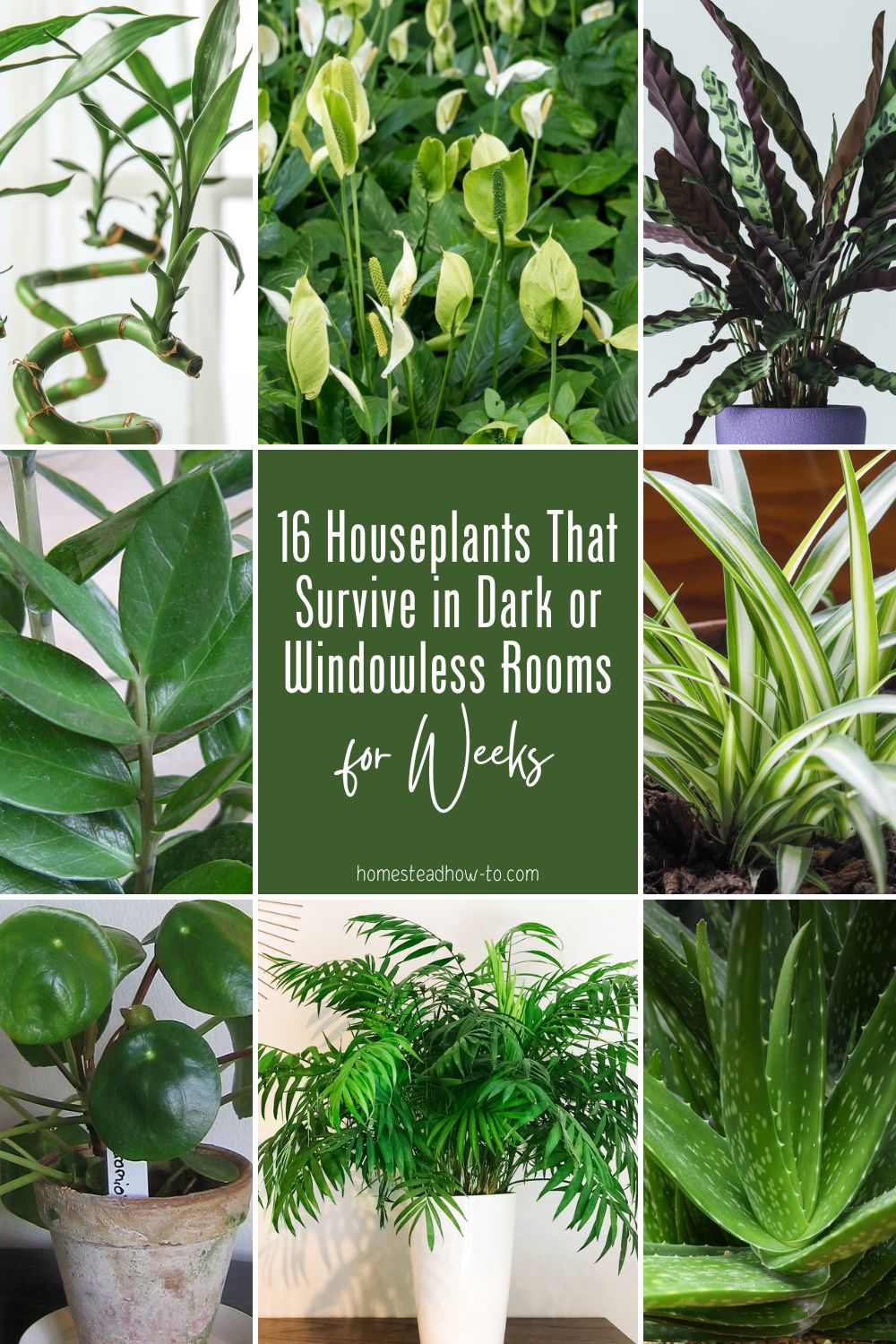 16 Houseplants That Survive In Dark Or Windowless Rooms For Weeks