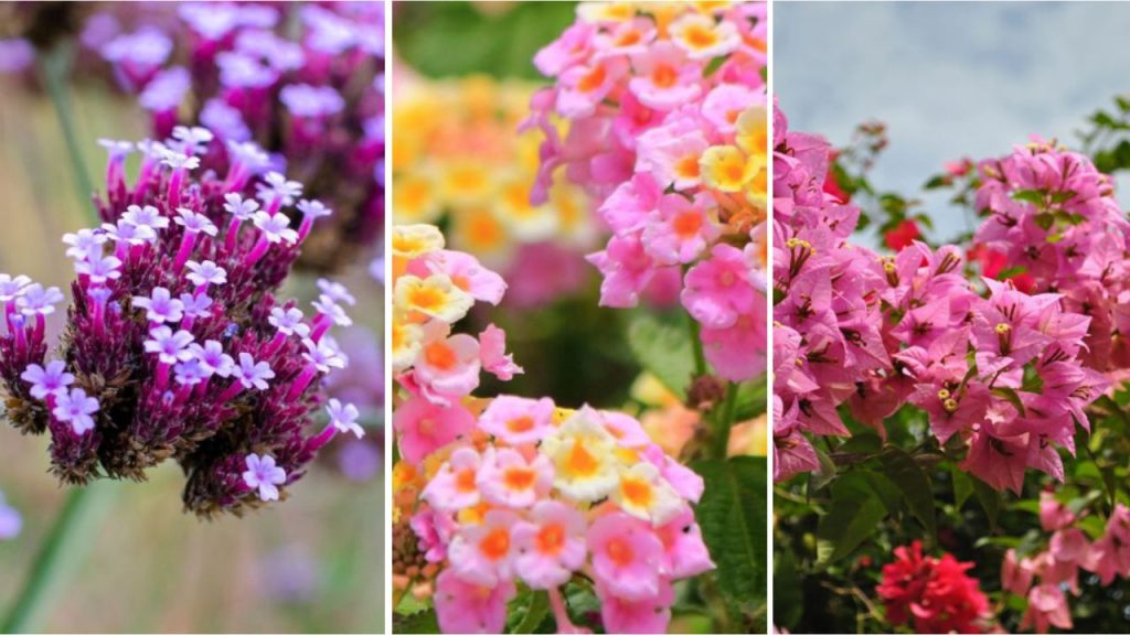 17 Beautiful Flowers That Can Bloom Year‑Round