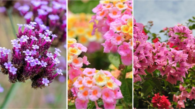 17 Beautiful Flowers That Can Bloom Year‑Round