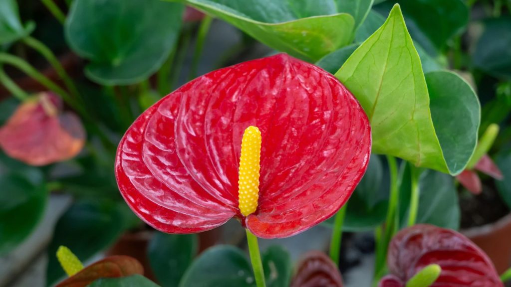 17 Beautiful Flowers That Can Bloom Year‑Round 12 Anthurium