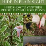 Bagworms Hide in Plain Sight — Here’s How to Stop Them Before They Kill Your Plants