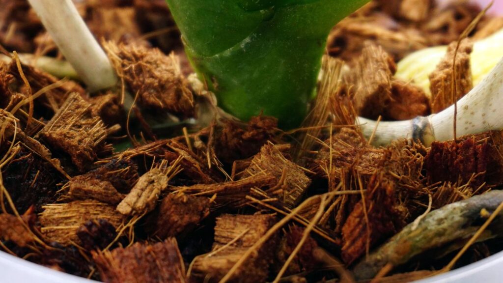 Coconut coir supporting a plant