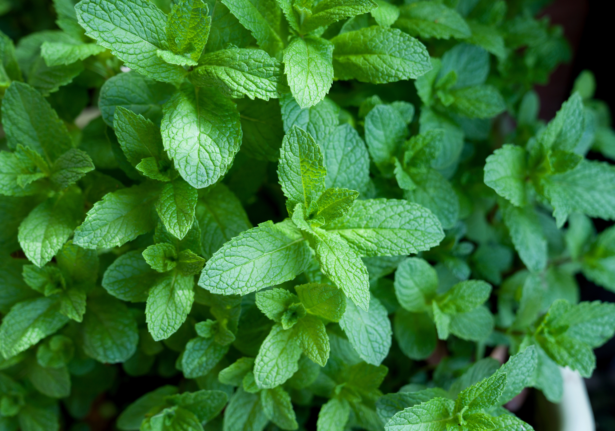 14 Everyday Scents That Help Keep Mosquitoes Out of Your Space 1 growing mint