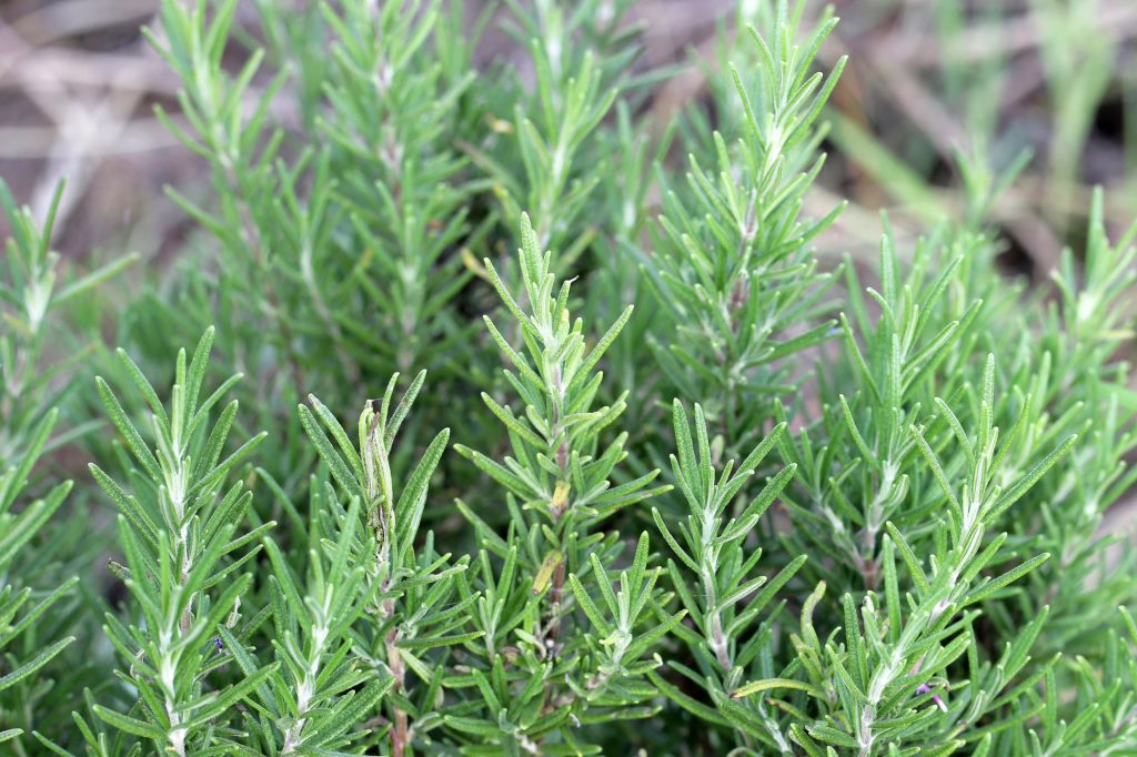 Keep These 14 Plants from Growing Next to Your Tomatoes 9 rosemary