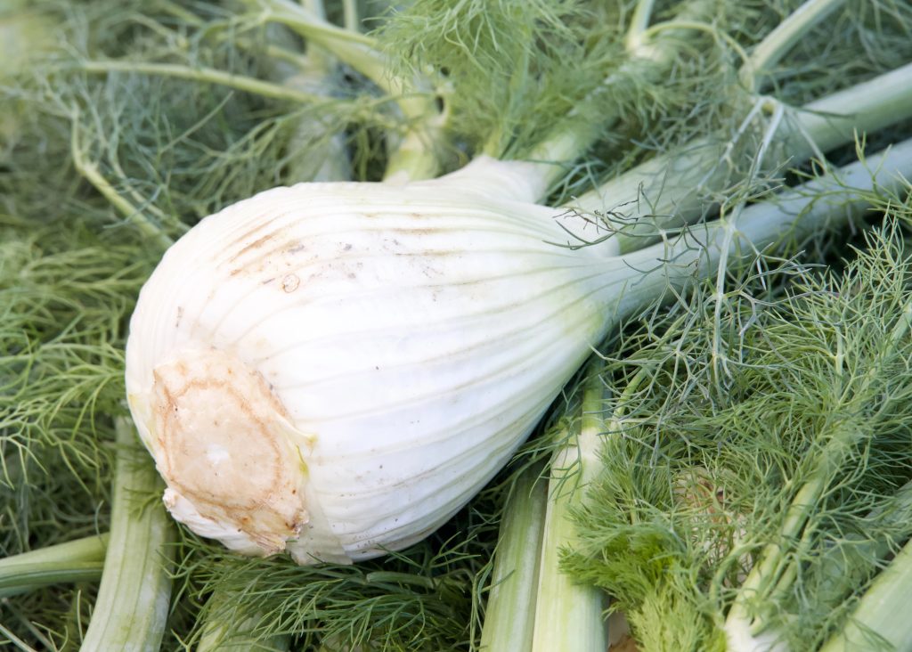 Keep These 14 Plants from Growing Next to Your Tomatoes 3 fennel