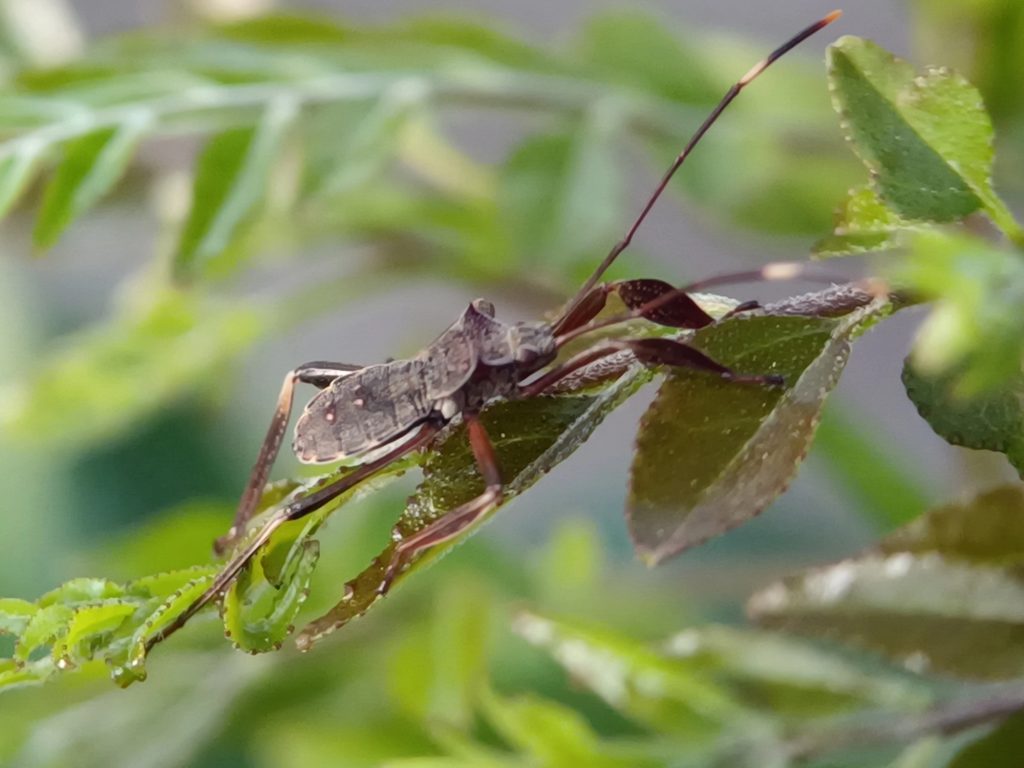 17 Effective Ways to Control Leaf-Footed Bugs in Your Garden 2 Depositphotos 805874802 L