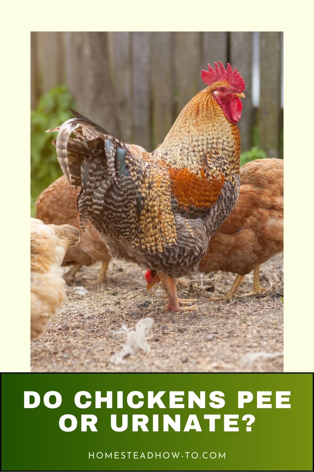 Chicken Pee Rapper Do Chickens Pee Or Uric Acid? Discover How Birds Excrete Waste In 2025