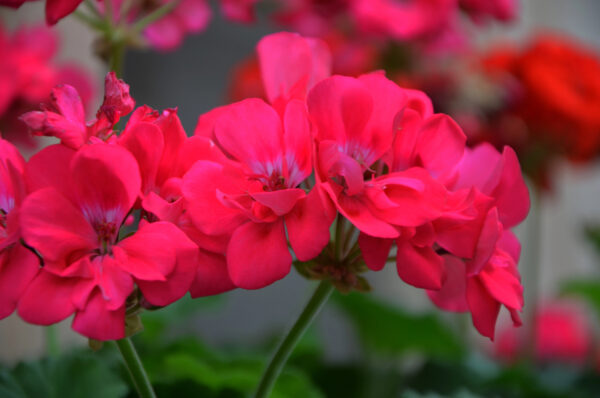 Skip The Roses And Grow These 15 Stunning Flowers Instead