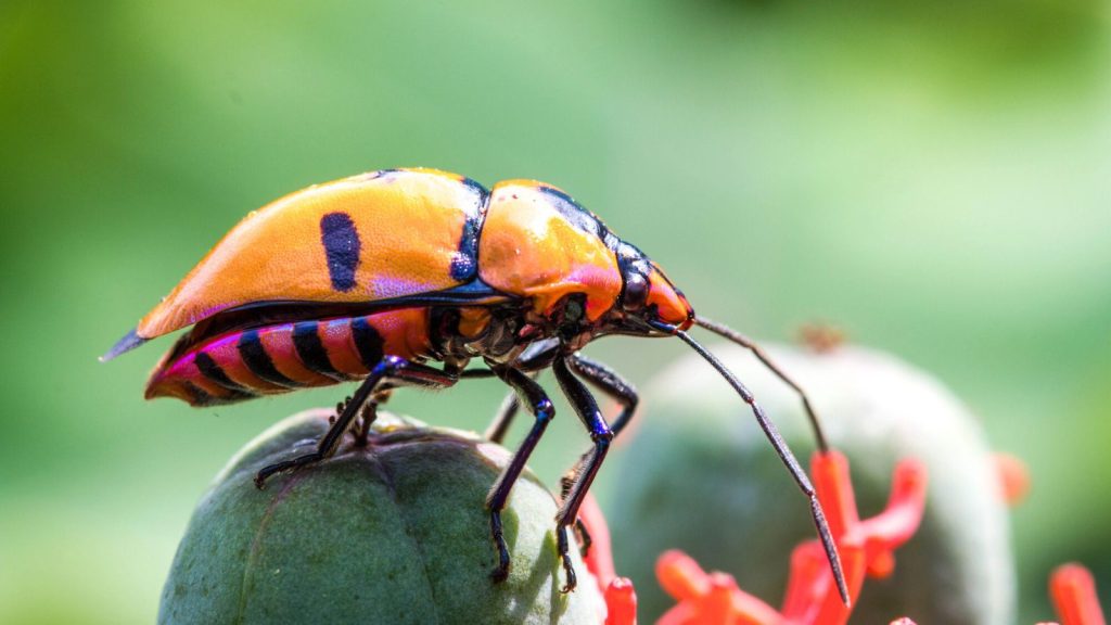 Here’s What Really Works to Get Rid of Harlequin Bugs