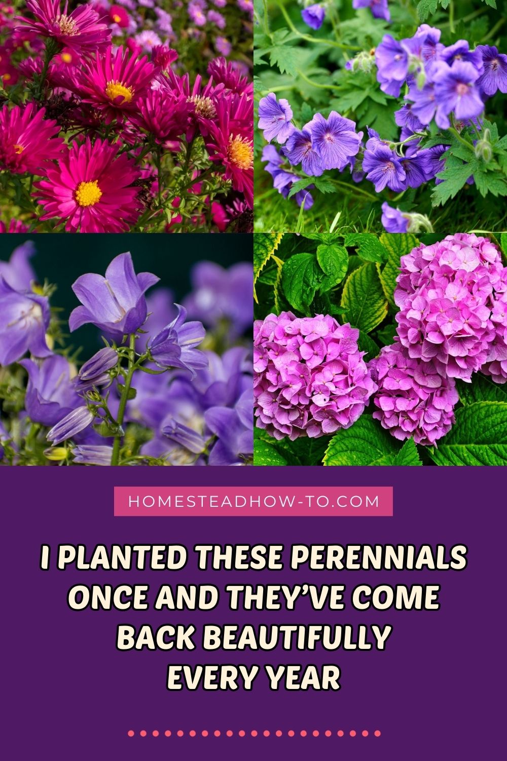 I Planted These Perennials Once And They’ve Come Back Beautifully Every ...