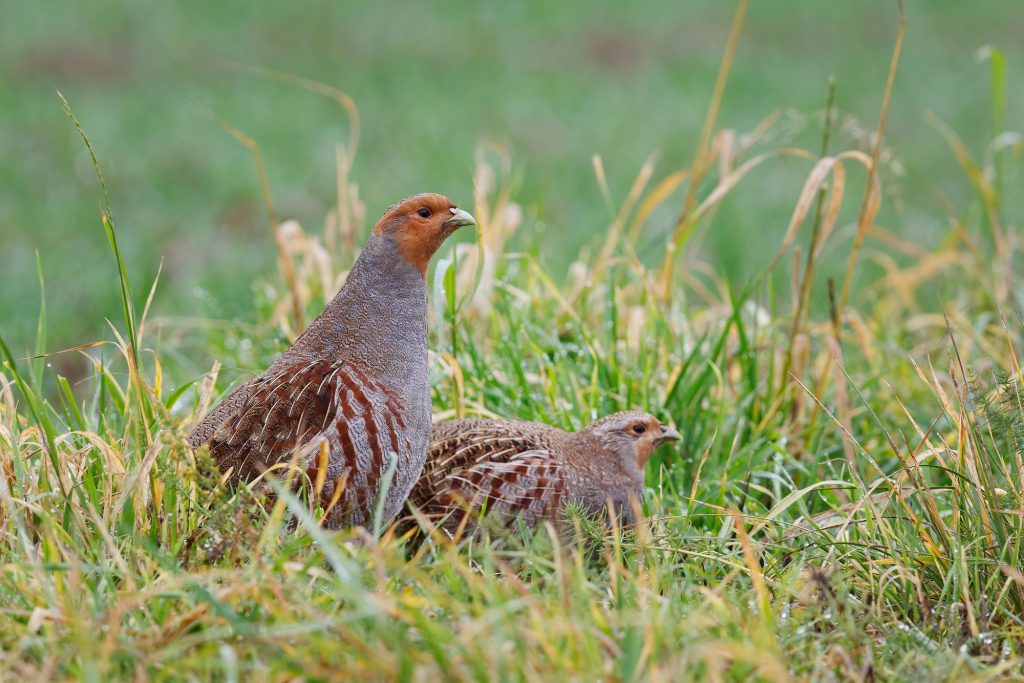 11 Types of Farm Birds to Raise for Meat, Eggs, and Profit 11 Partridges