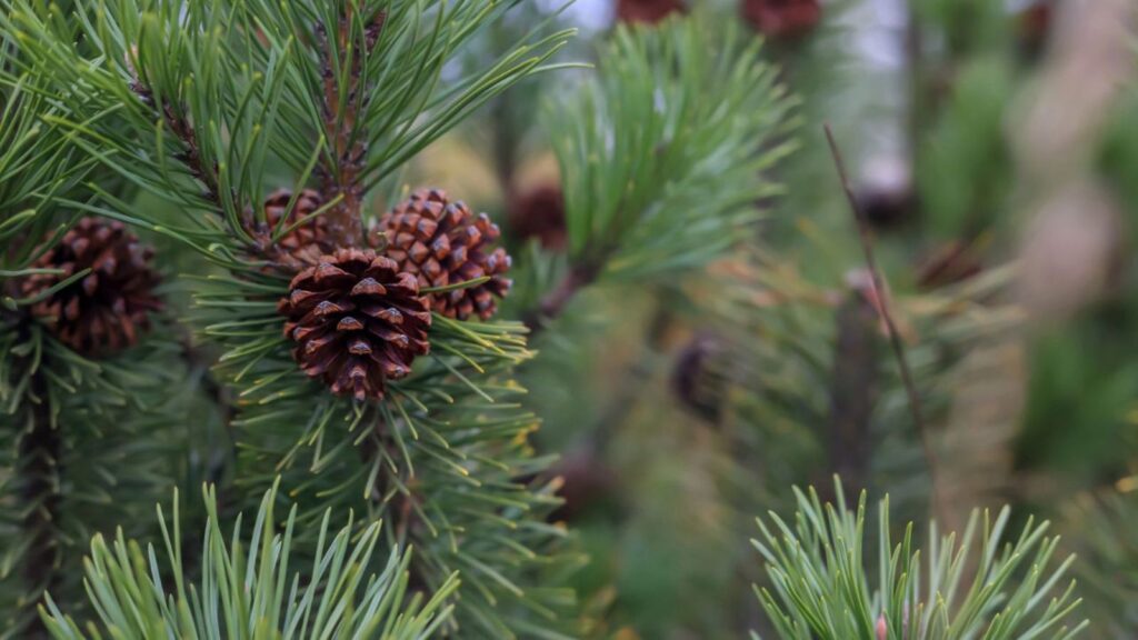 Pinecones