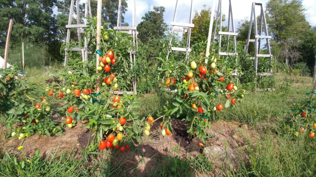16 Causes of Tomato Blossom Drop and How to Fix Each One 11 Stakes and cage supporting tomatoes