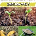 What’s Turning Your Lawn Brown and Patchy Here’s How to Fix It