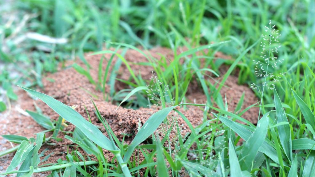 How to Eliminate Fire Ants in Your Yard