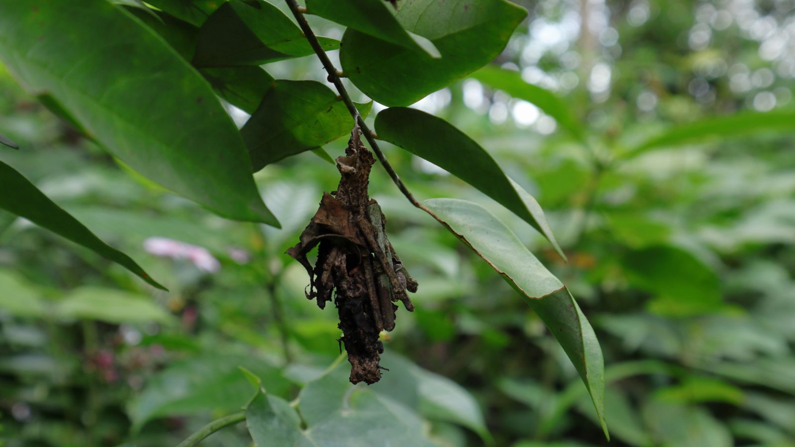 Bagworms Hide in Plain Sight — Here’s How to Stop Them Before They Kill Your Plants