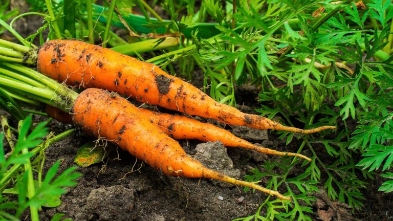 16 Vegetables to Sow in July for a Late Season Harvest