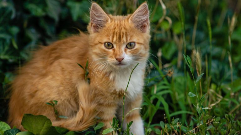 Tips to Deter Stray Cats from Your Property