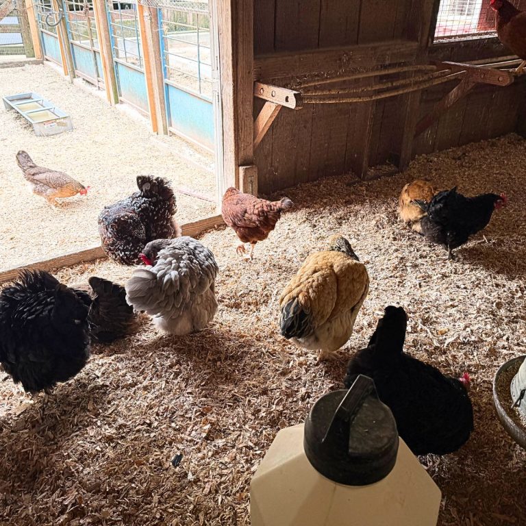 How to Make a Chicken Dust Bath