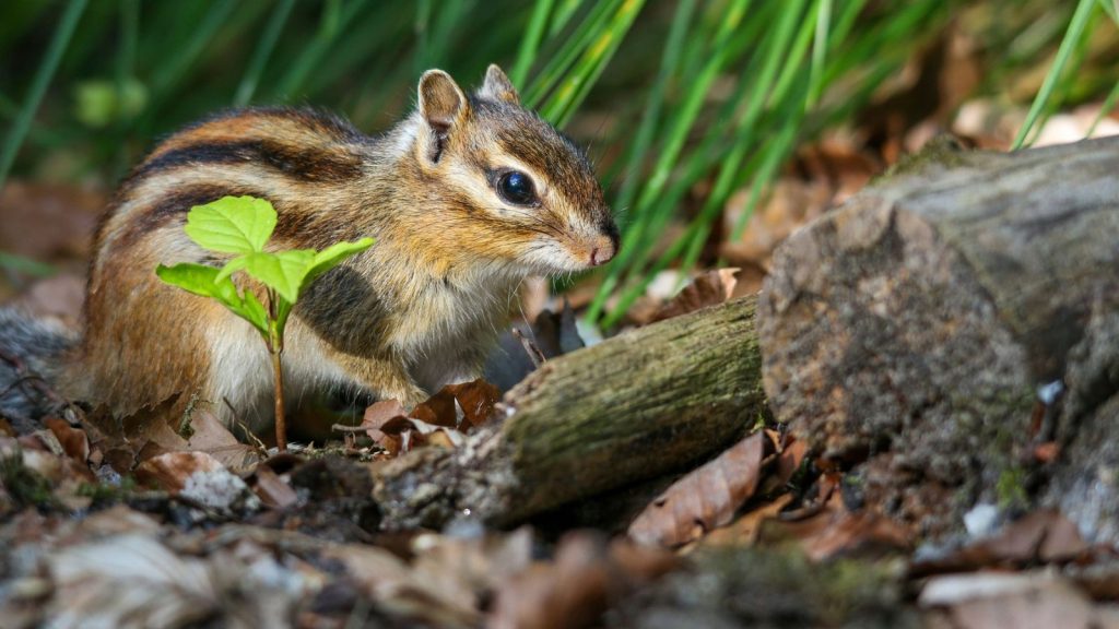 10 Annuals That Deter Chipmunks but Attract Pollinators