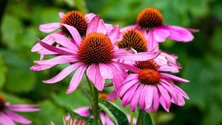 I Planted These Perennials Once and They’ve Come Back Beautifully Every Year