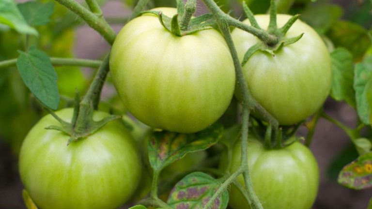 14 Reasons Your Tomato Plants Aren’t Setting Fruit