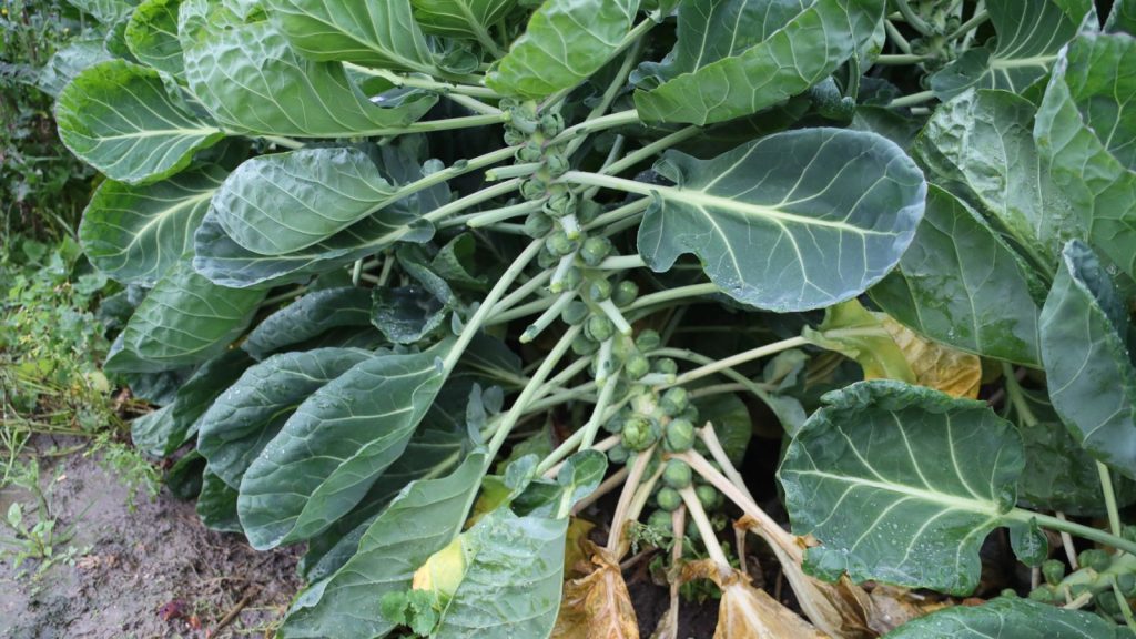 12 Challenging Vegetables to Grow That Are Totally Worth It