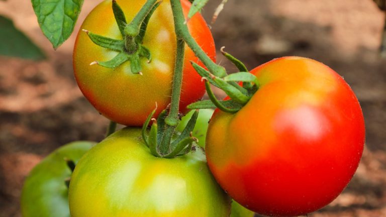 Keep These 14 Plants from Growing Next to Your Tomatoes